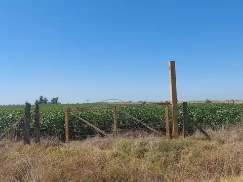 Magnífico campo en Suipacha de aptitud agrícola y ganadera con arboleda y casa a refaccionar