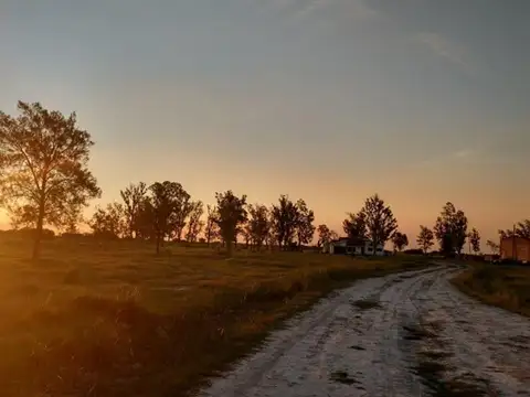 Campo en Venta Agrícola