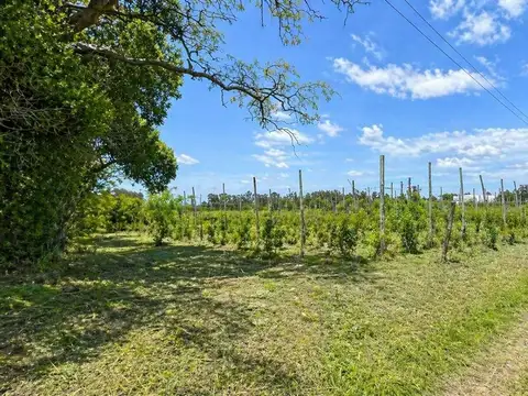 VENTA 6 HECTAREAS PARTIDO LOBERIA CON CASA 3 AMB