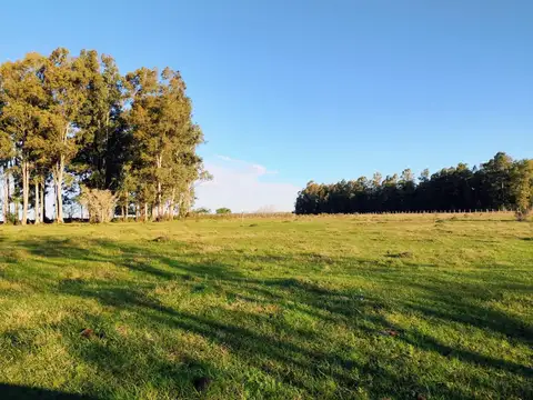 VENTA DE CHACRA 8 HAS. EN PAYSANDU