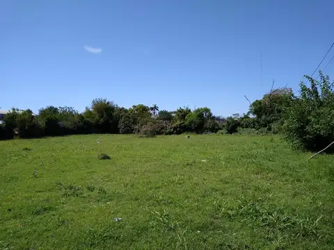 Las Azucenas y Las Anemonas