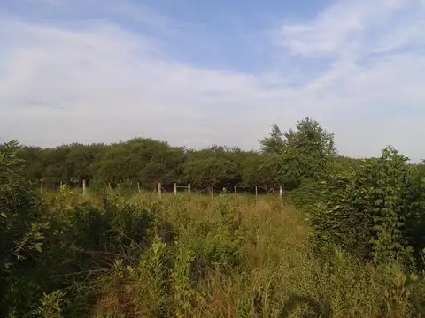 Campo - Costa Del Uruguay