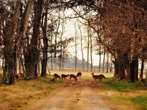 Terreno en Venta en Carmen de Areco, USD 90.000