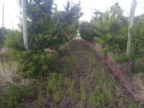 SAN RAFAEL, MENDOZA | FINCA 3 HA CON PRODUCCIÓN Y POTENCIAL TURÍSTICO