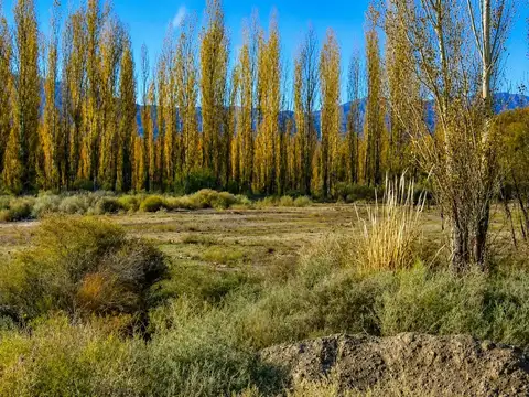 TERRENO EN ALQUILER. 19348 M2. LAS FLORES, IGLESIA
