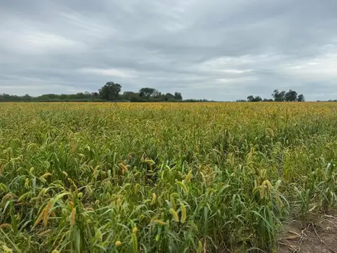 Campo con gran casco - Gran casa principal