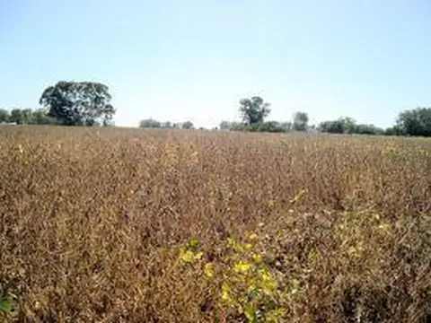 Las Flores, 15 ha