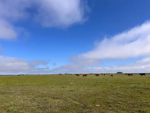 Campo - Balcarce