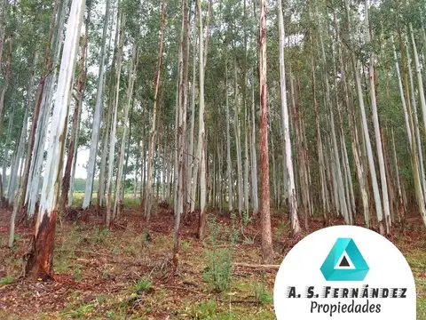 CAMPO FORESTAL