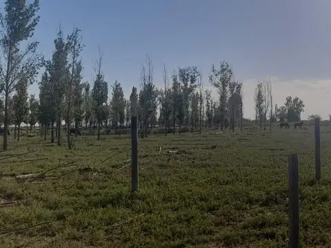 campo mixto 717 Hect CARMENSA