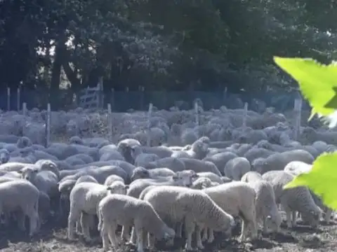 VENTA DE CAMPO EN PERITO MORENO