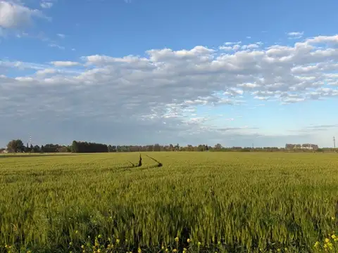 Campo en venta de 32 has agrícolas en excelente ubicación.