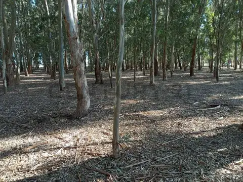 VENTA DE CAMPO, BERISSO