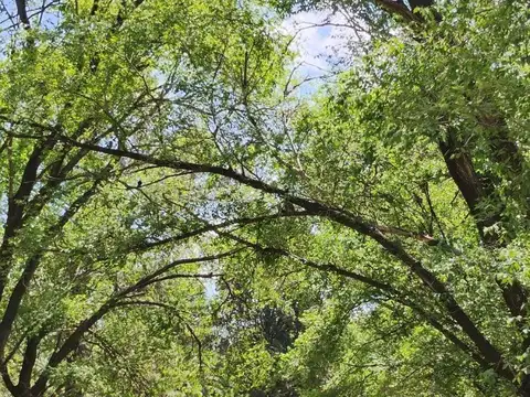 Sierra Grande