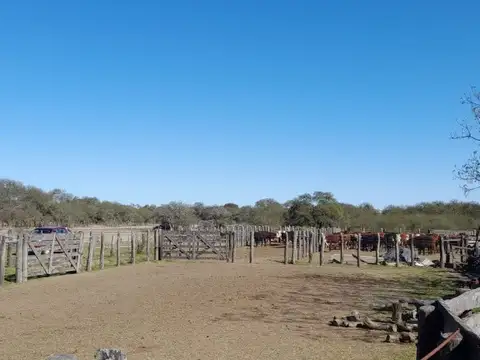 Campo en Venta Ganadero