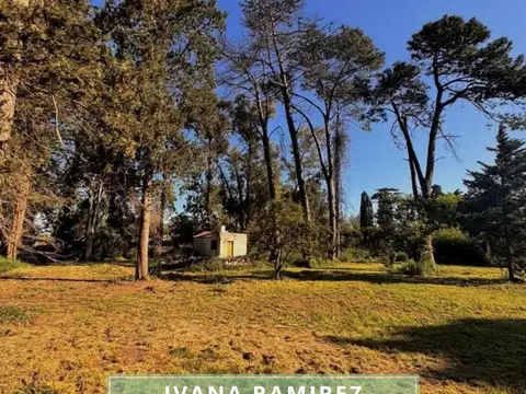 Las Estrellas & Orión