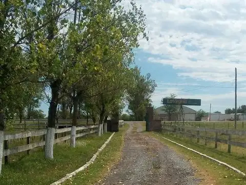 Campo - Lucio V Lopez