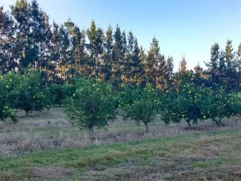 Chacras, Comarcas, Quintas. San Pedro Bs As.
