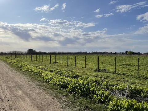 Terreno en Venta en Laguna De Lobos, USD 31.000