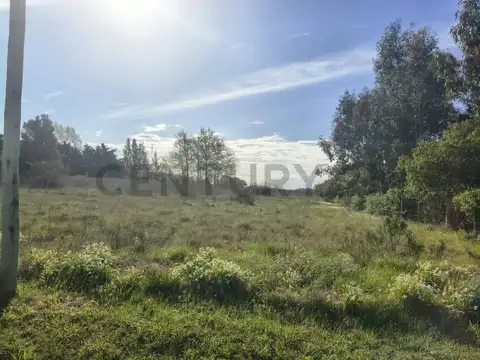 Los Platanos e/ Las Palmeras y Liquidambar