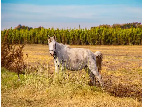 Hectárea Y Media Álvarez Ruta Prov 18 Km 18.5; 2.5km Al Oeste