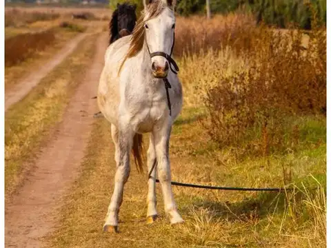 Terreno en Venta de 15000,0 m2