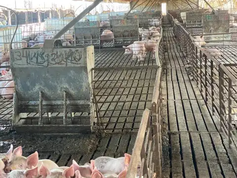 ESTABLECIMIENTO DE CRIADERO DE CERDOS PARA 350 MADRES