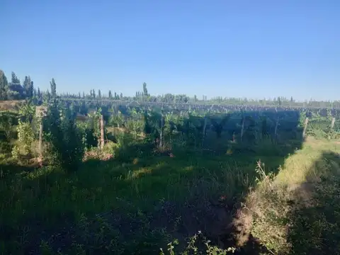 Venta de Finca en San Rafael