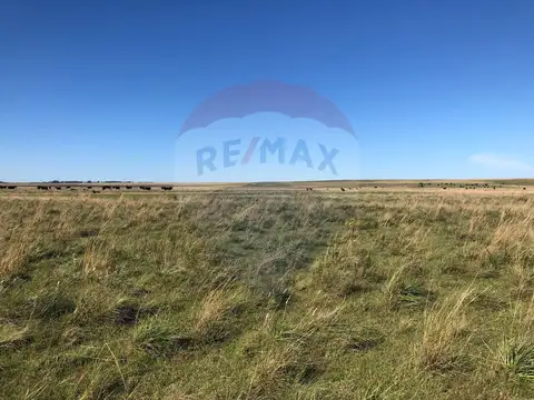 Venta Campo Río Negro - Ganadero Agrícola 350 has