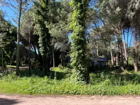 Caoba y Urraca