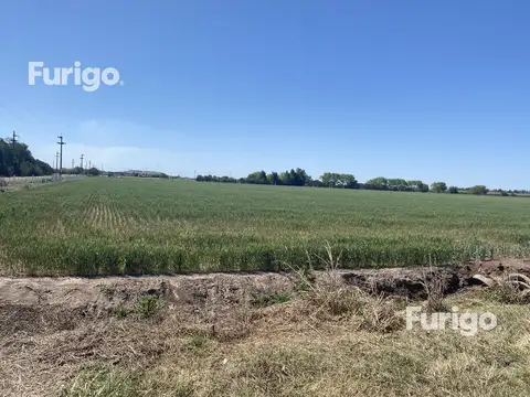 Campo - Soldini