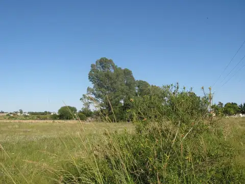 Chacra - Urdinarrain