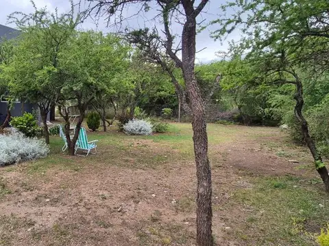 Carpintero Real  al 800