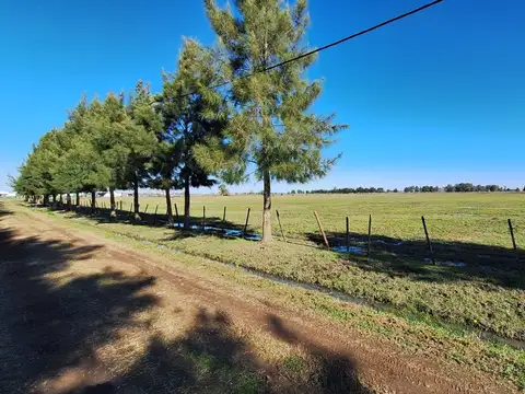 VENTA  DE CAMPO BRANDSEN 13 Ha