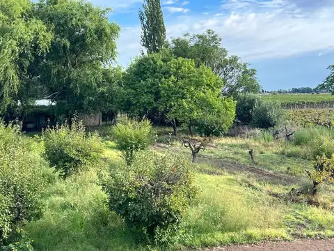 venta finca en produccion chapanay