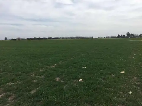 Campo de 2 hectareas, altura general lagos.