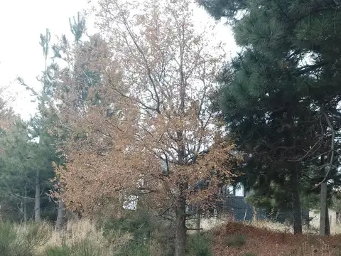 Terreno en Venta 60  mts Fondo