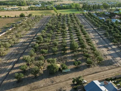 LOTES OLIVOS VIP SAN RAFAEL MENDOZA