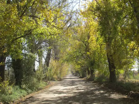Viñedo 4.7 has en Venta en San Carlos Valle de Uco