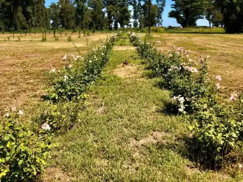 VENTA LOTE TRES PINOS GRAL RODRIGUEZ SECTOR LAGUNA