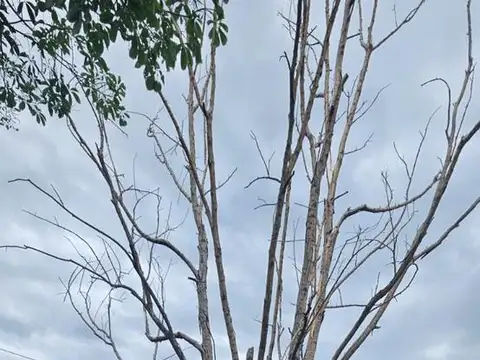Terreno en Venta 30  mts Fondo
