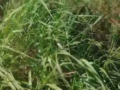 Campo en Ataliva