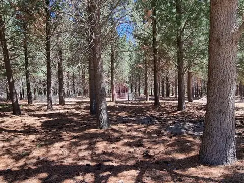 Local en Venta en San Martin De Los Andes, USD 350.000