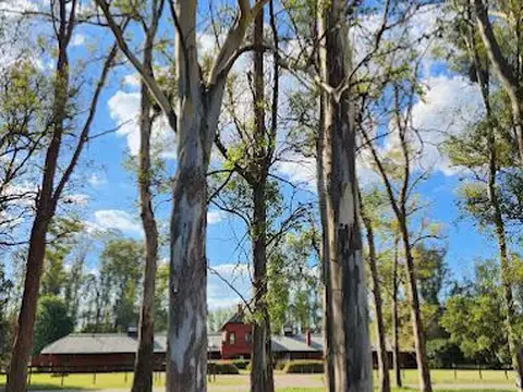 Haras San Pablo 100