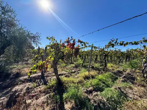 Finca en Barrancas