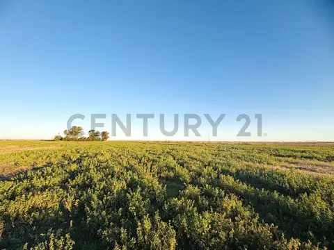 CAMPO EN VENTA | 49 HECTÁREAS PRODUCTIVAS EN MELINCUÉ