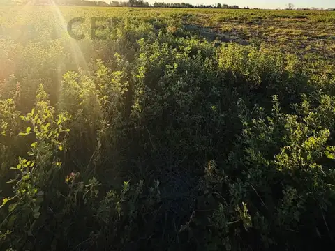 CAMPO EN VENTA | 49 HECTÁREAS PRODUCTIVAS EN MELINCUÉ