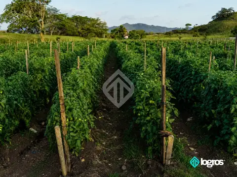 Campo en venta de 44 has. | Aguas Blancas | Oran | Salta