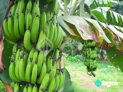 Campo en venta de 44 has. | Aguas Blancas | Oran | Salta