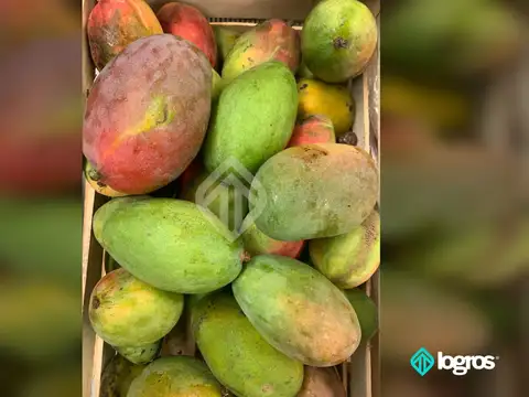 Aguas Blancas, Oran 100